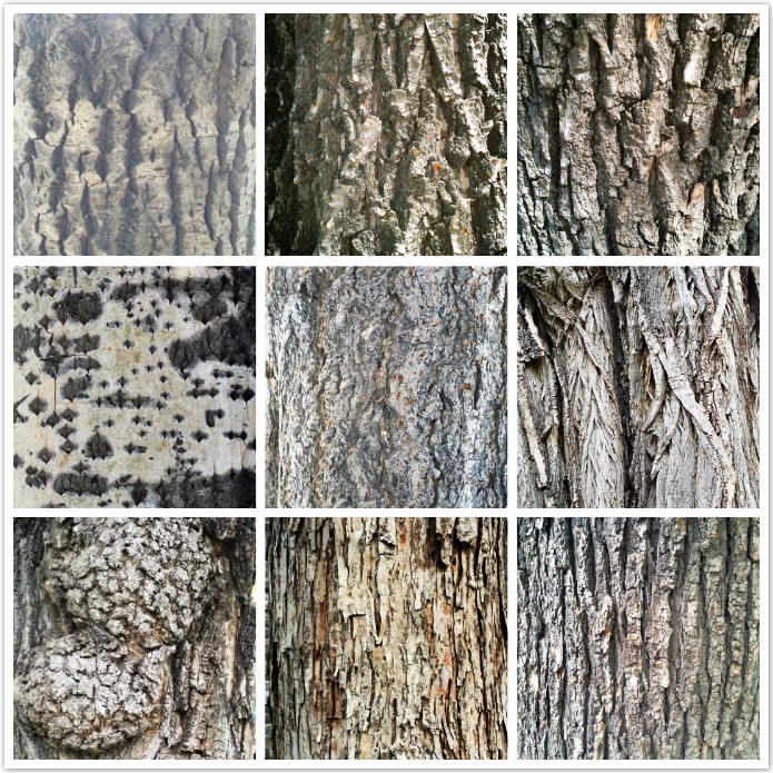 patterns of the nature