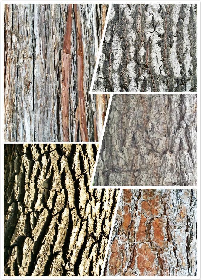 patterns of the nature